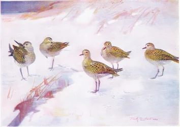 Dunlin in the lee of the sand dunes